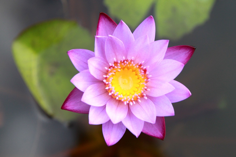 waterlily